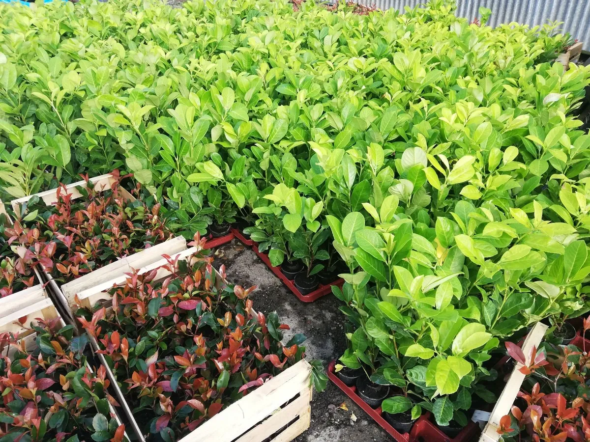 Laurel Hedging - cherry laurel - Image 1