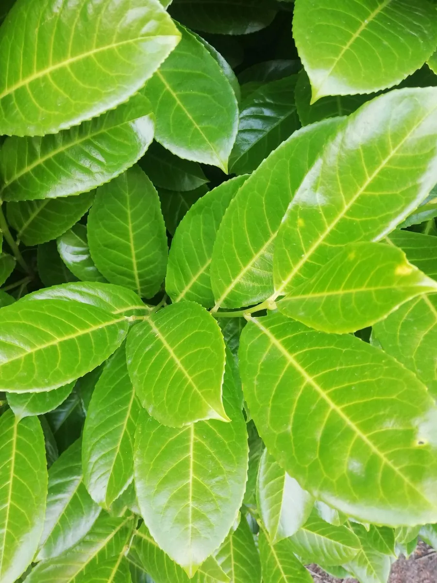 Laurel Hedging - cherry laurel - Image 3
