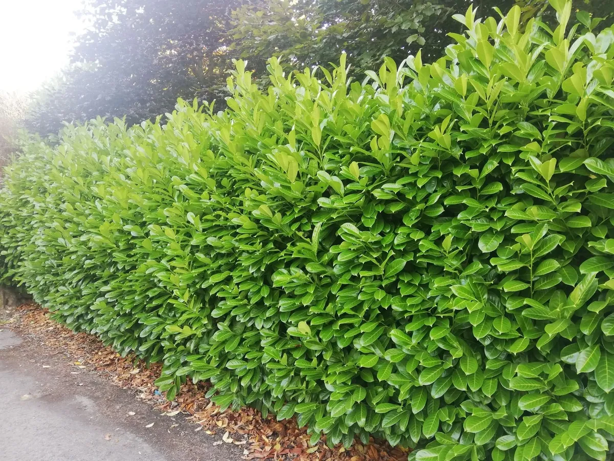 Laurel Hedging - cherry laurel - Image 4