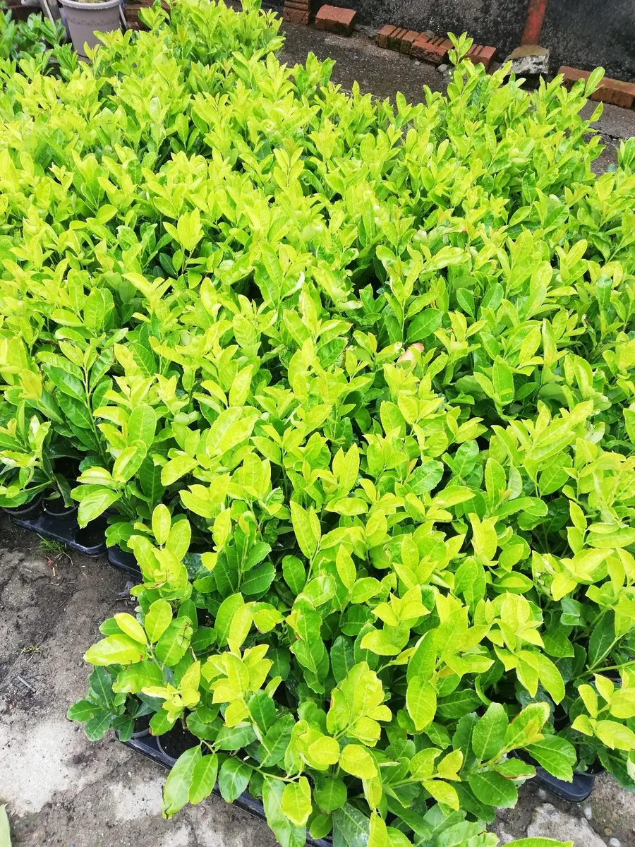 Laurel Hedging - Image 2