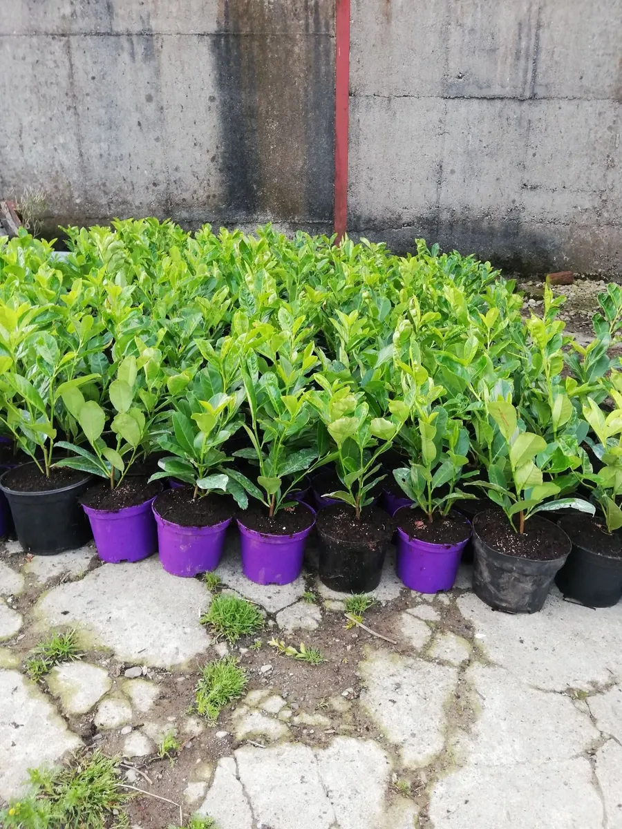 Laurel Hedging - Image 1