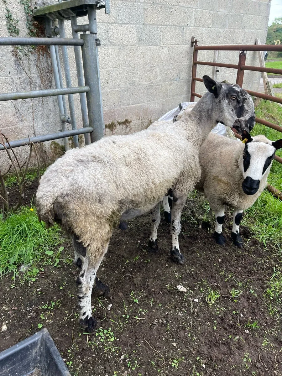 Blue Leicester ram