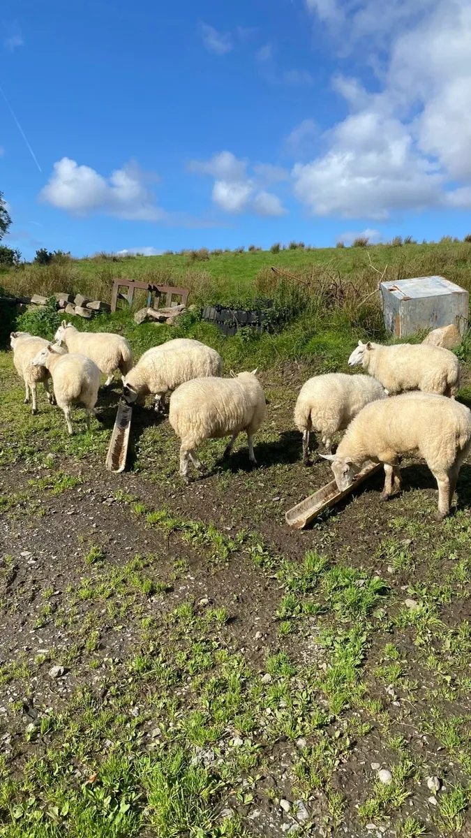 21 strong Hoggets - Image 2