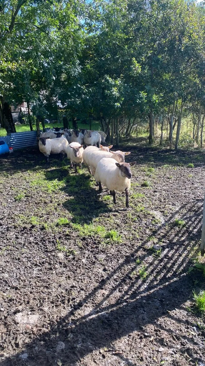 21 strong Hoggets - Image 3