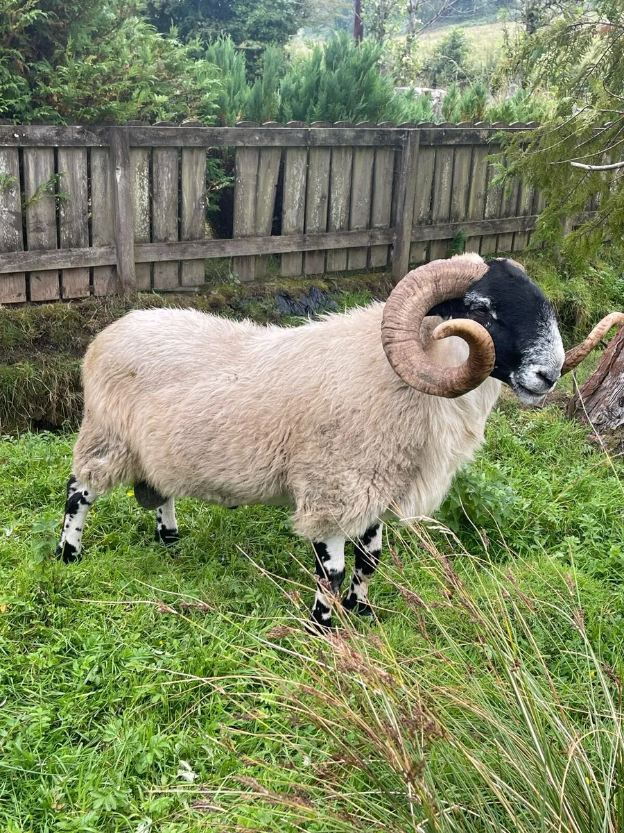 SIS 3 year old. Perth long wool ram