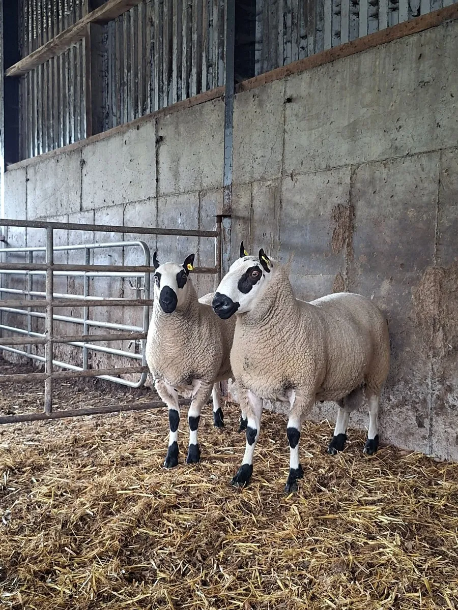 Kerryhill Ram - Image 2