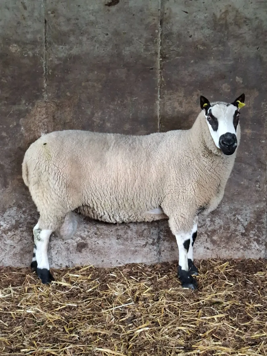 Kerryhill Ram - Image 3