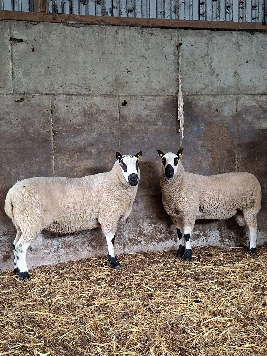 Kerryhill Ram - Image 1