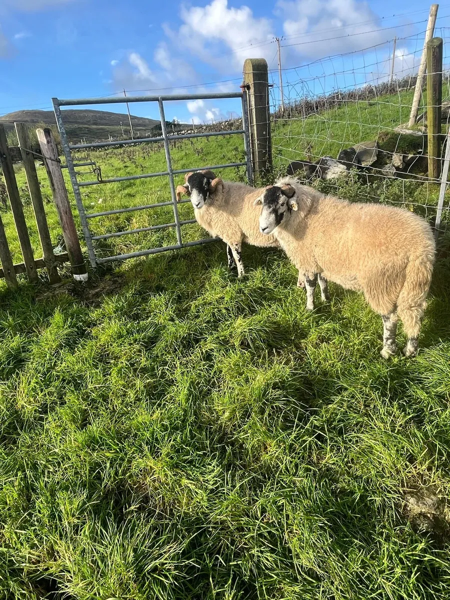 Swaledale Rams - Image 4