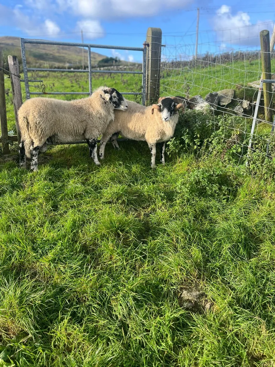 Swaledale Rams - Image 1