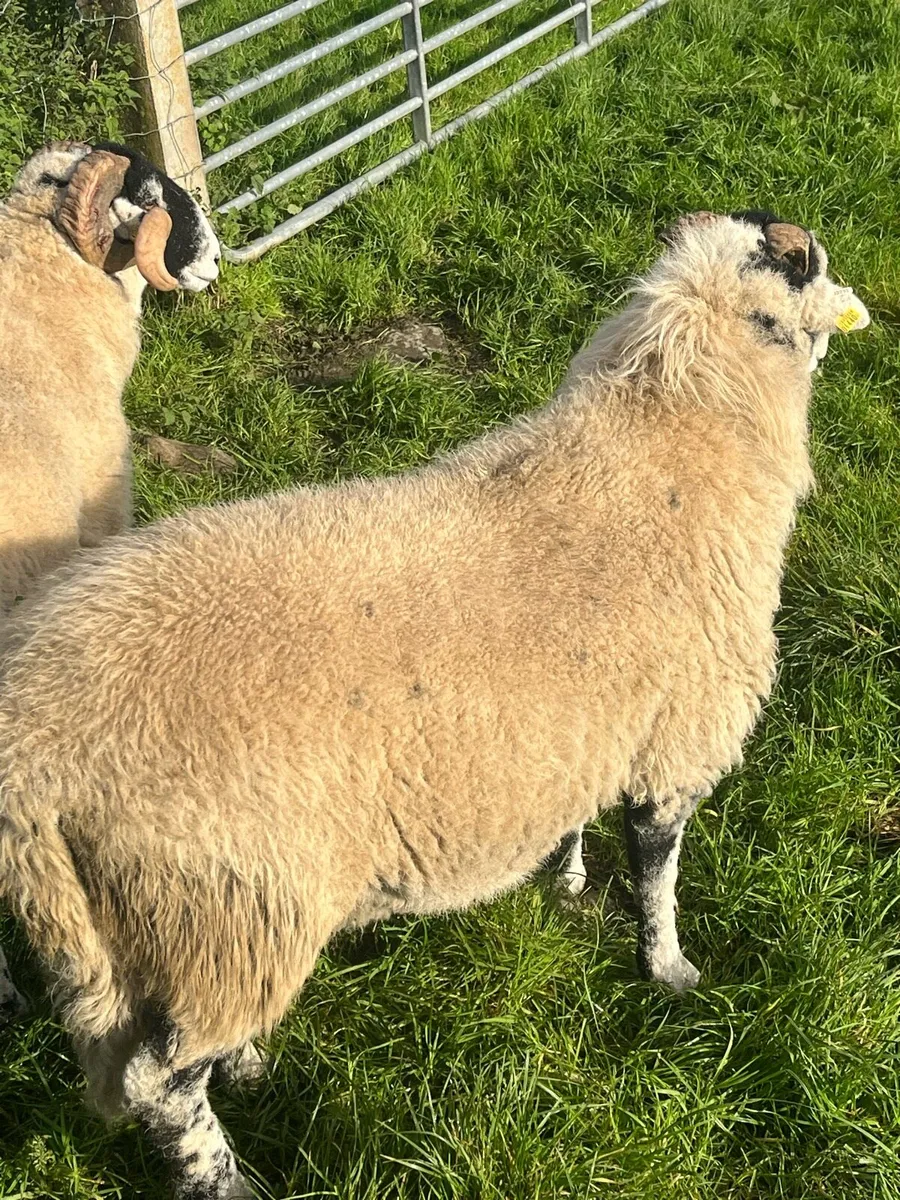 Swaledale Rams - Image 2