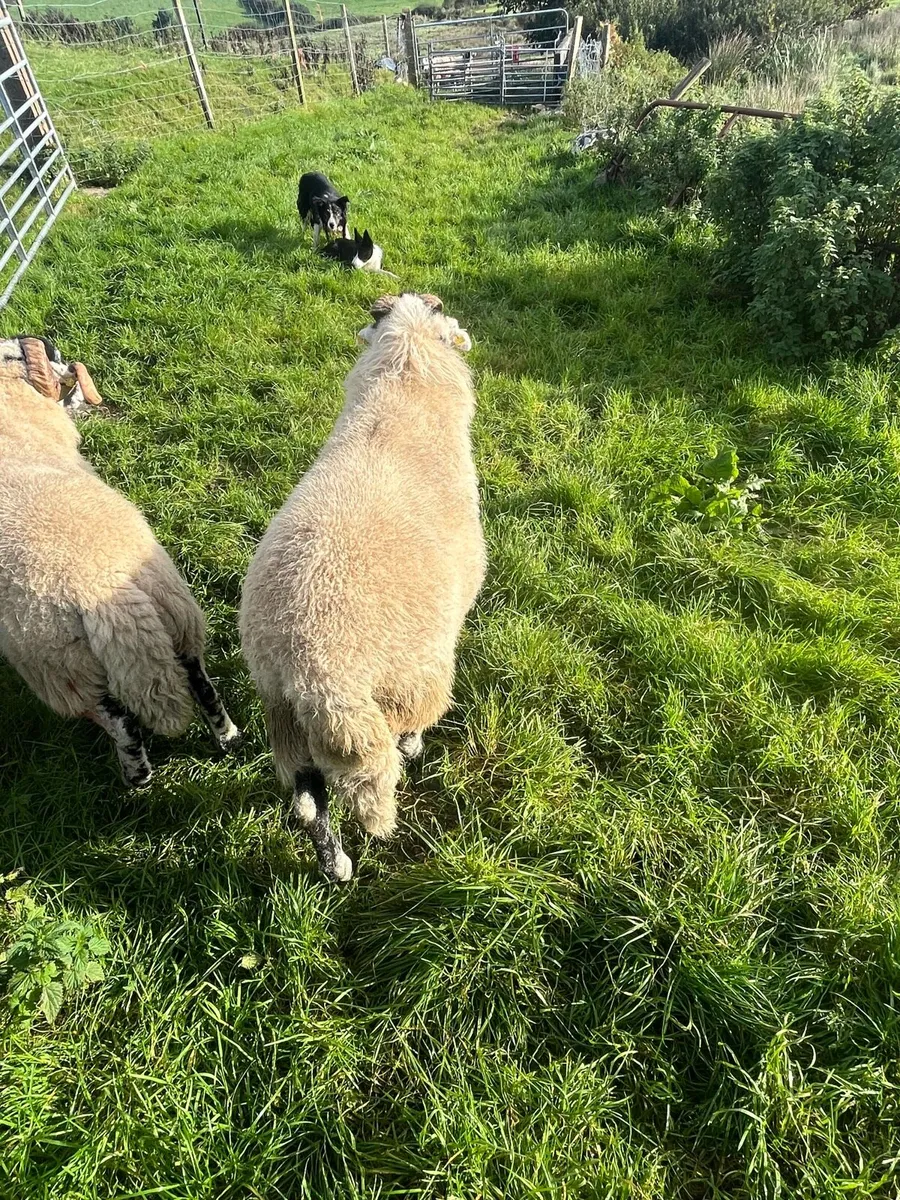 Swaledale Rams - Image 3