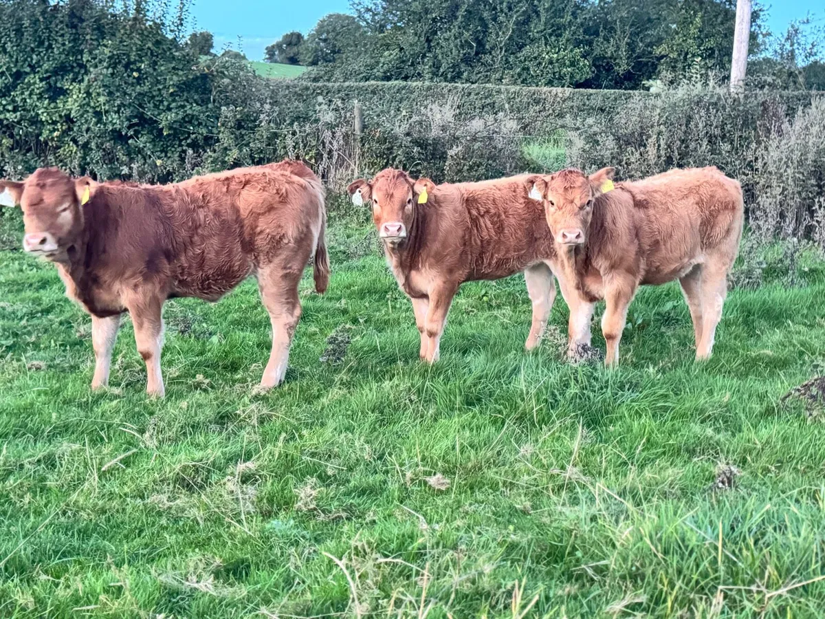 Heifer weanlings for sale***** - Image 1