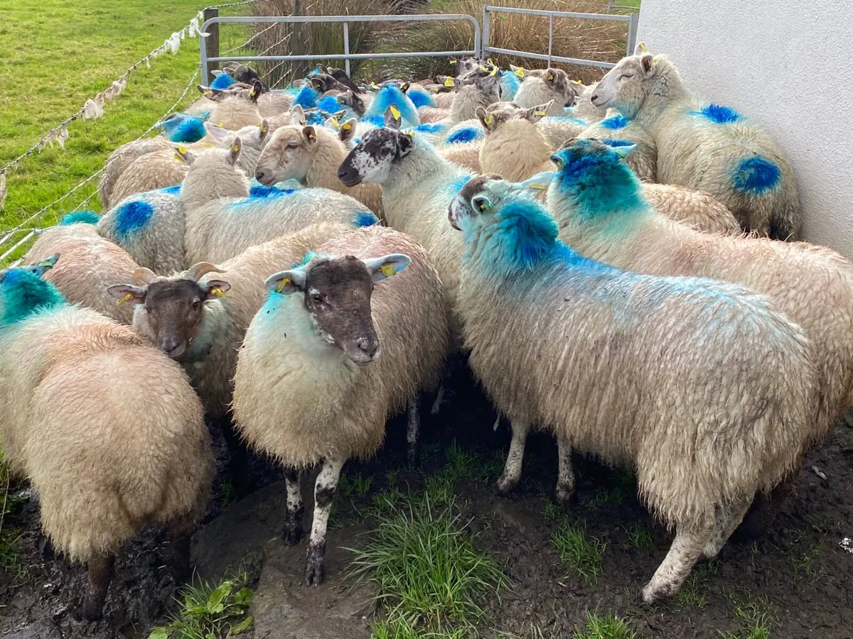 30 Super Ewe Lambs - Image 1