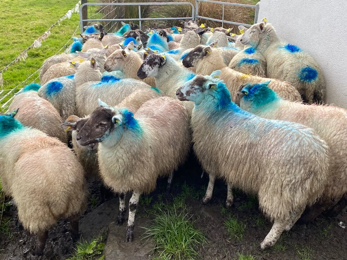 30 Super Ewe Lambs - Image 2
