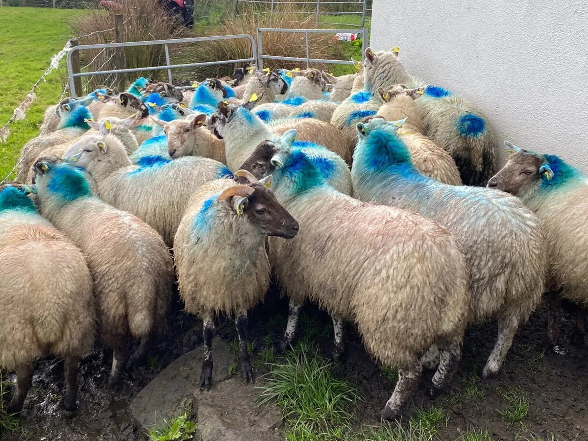 30 Super Ewe Lambs - Image 3