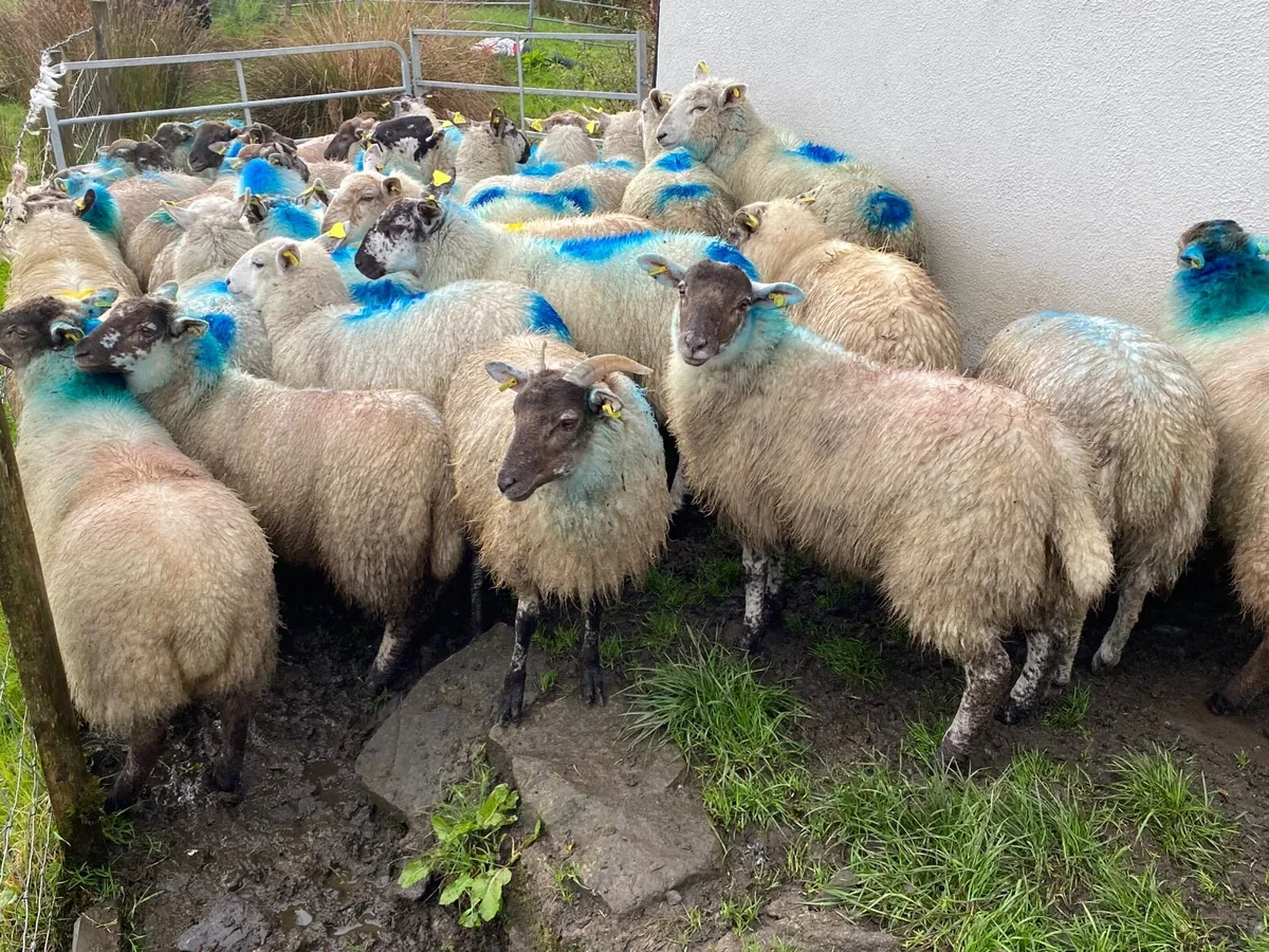 30 Super Ewe Lambs - Image 4