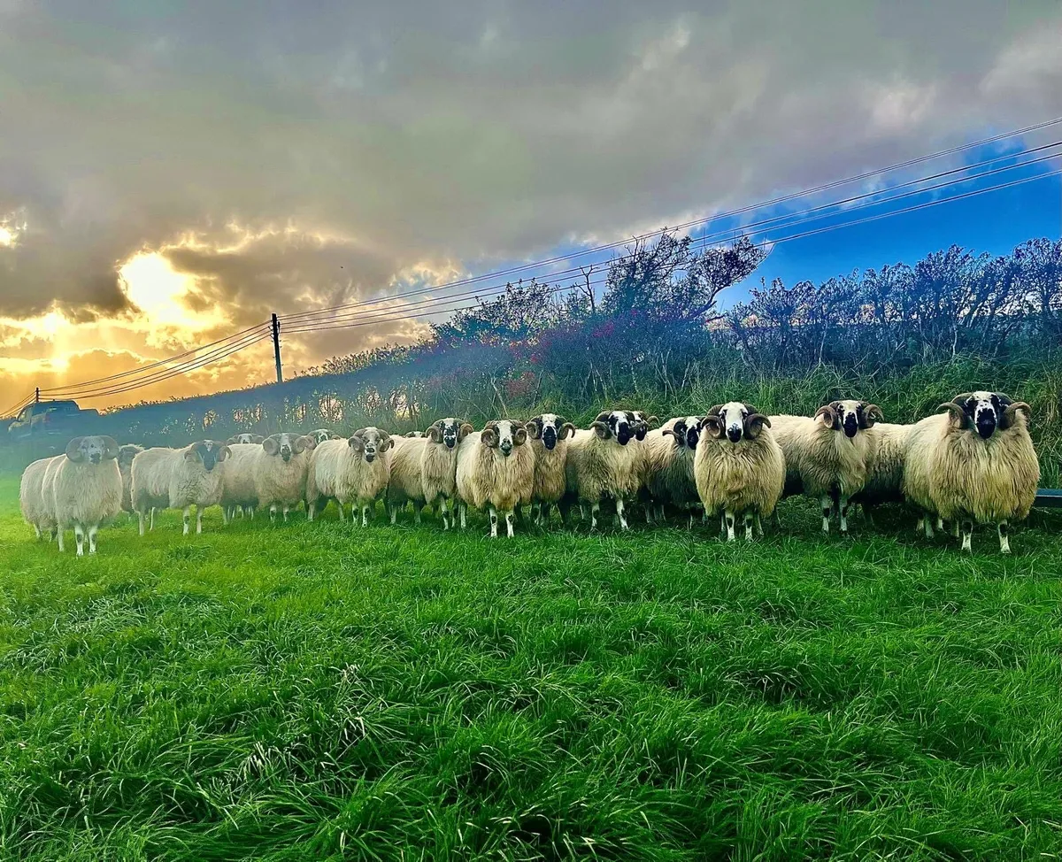 Scotch hogget rams - Image 1