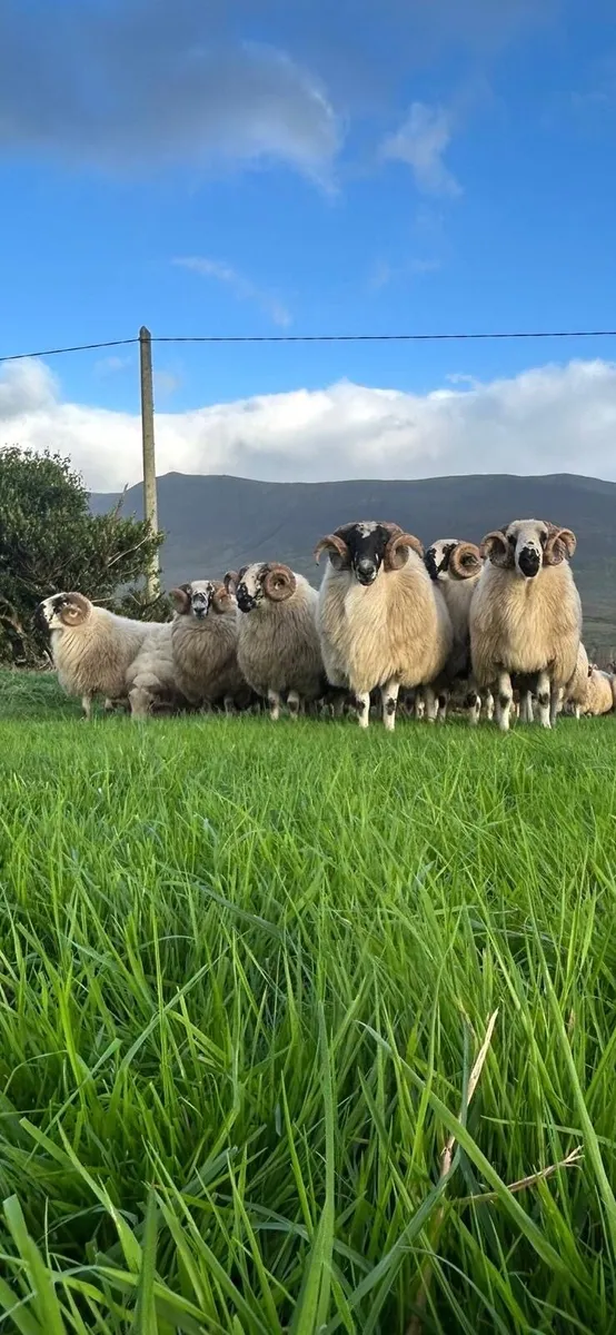 Scotch hogget rams - Image 2