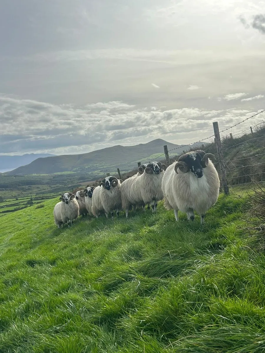 Scotch hogget rams - Image 3