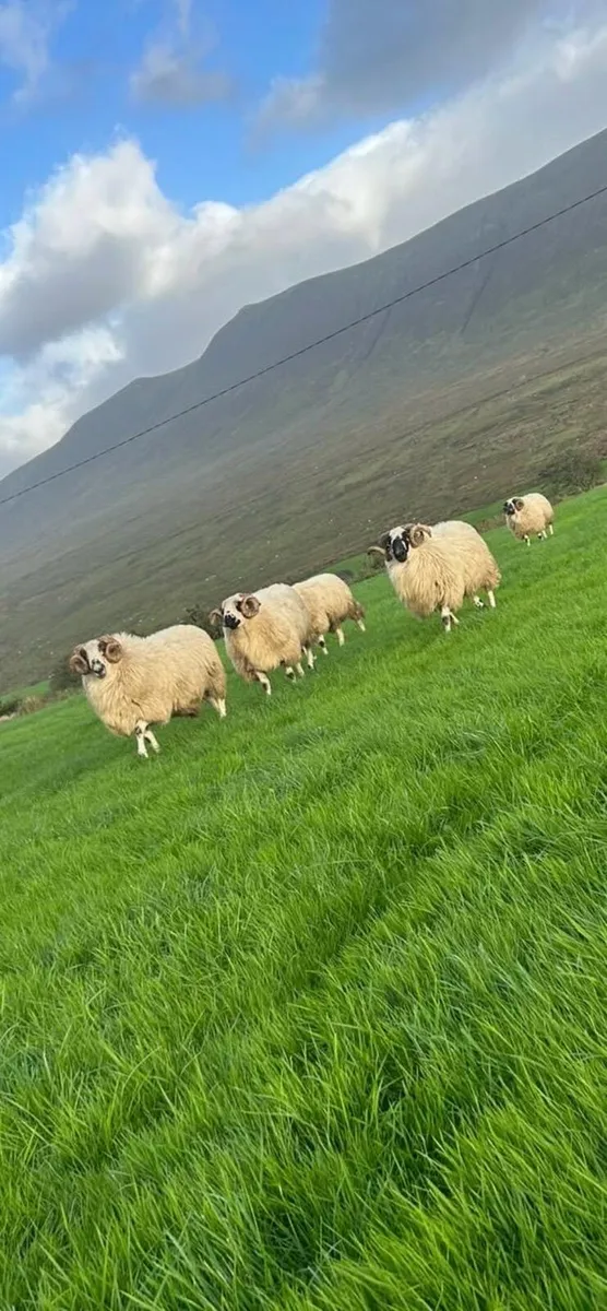 Scotch hogget rams - Image 4