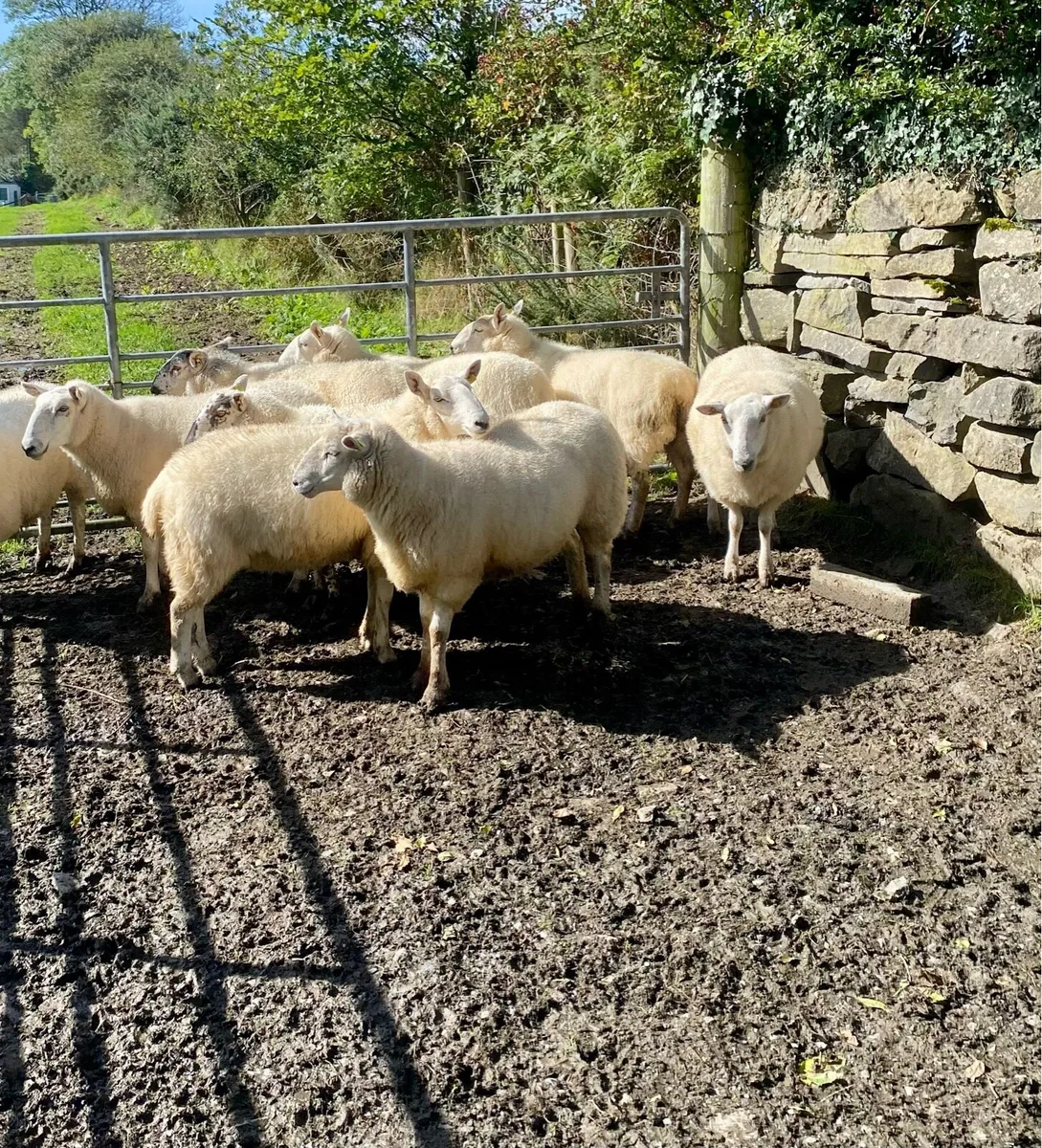 21 strong Hoggets - Image 1