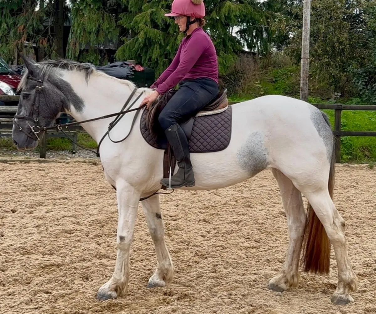 Well marked filly - Image 2