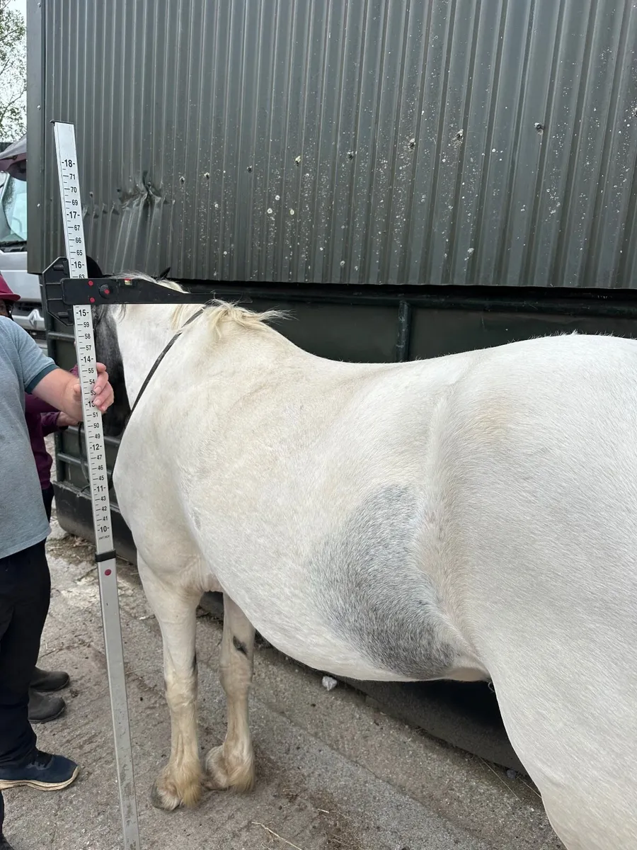 Well marked filly - Image 3