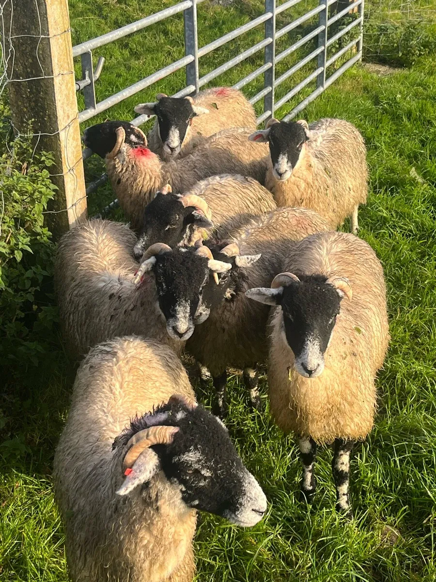 Swaledale ewe lambs - Image 1