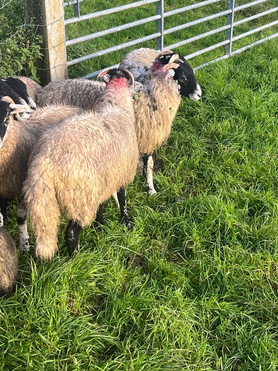 Swaledale ewe lambs - Image 2