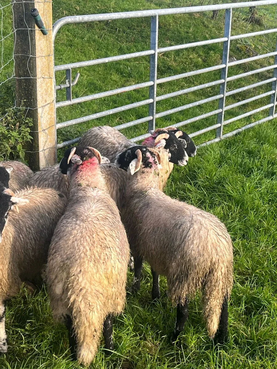 Swaledale ewe lambs - Image 3