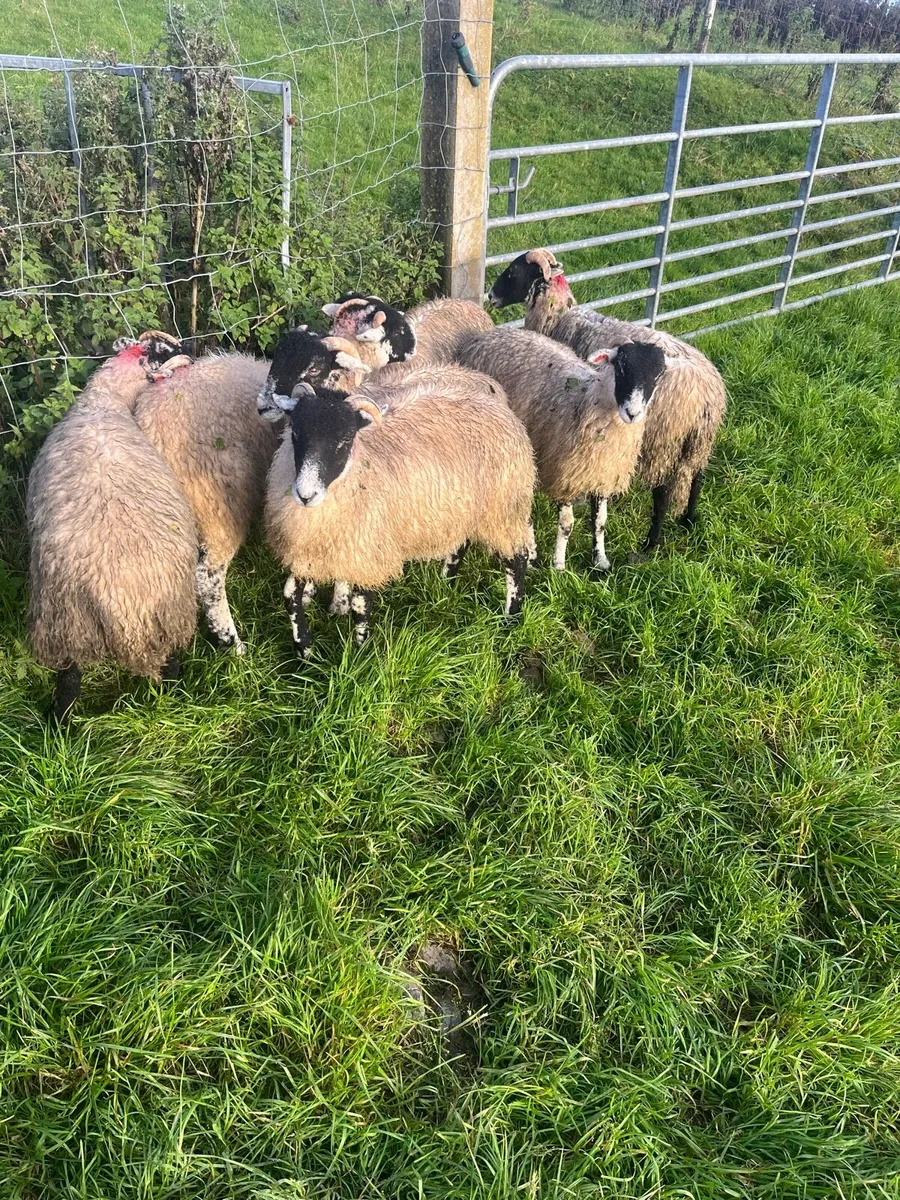 Swaledale ewe lambs - Image 4