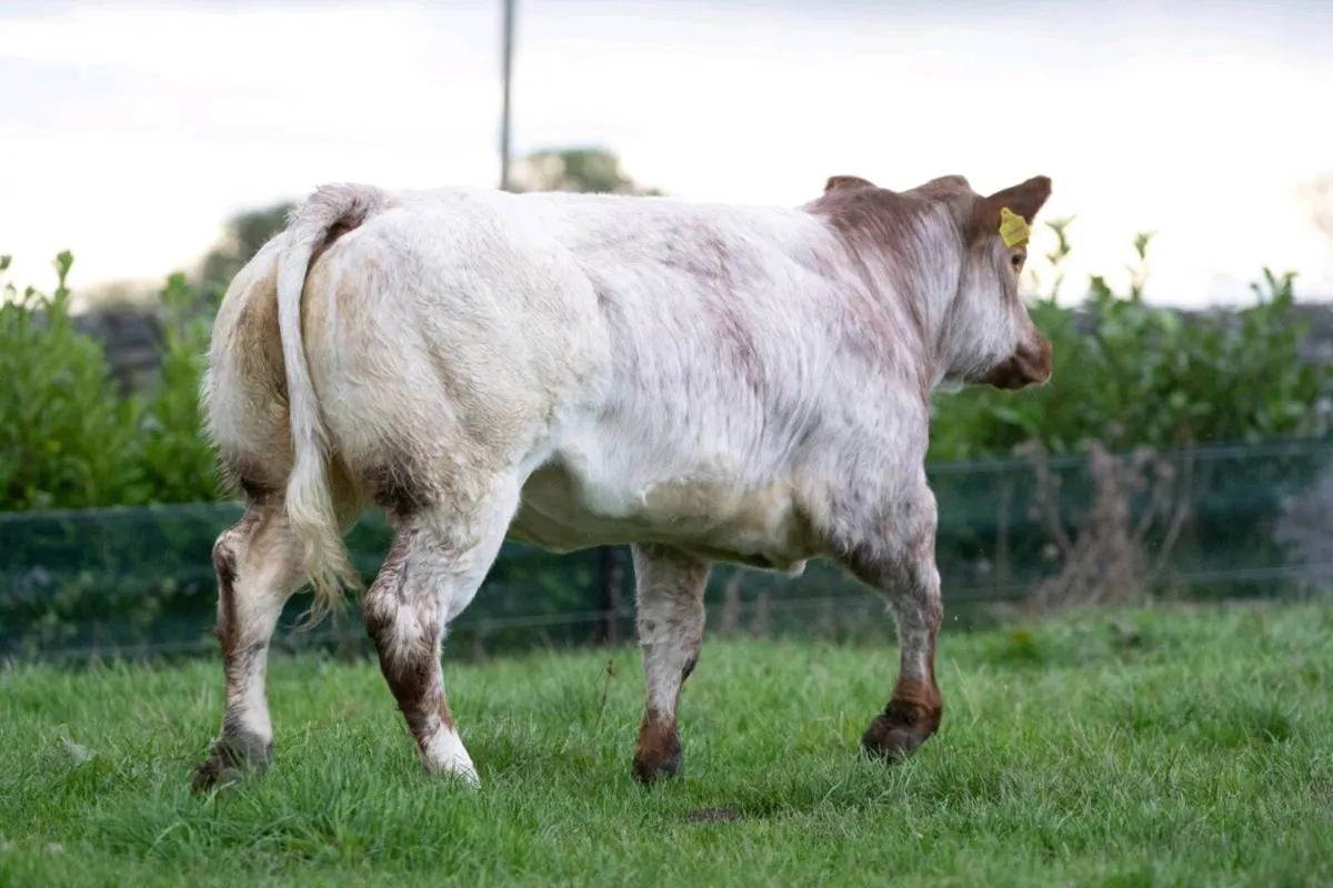 Weanling heifer - Image 1