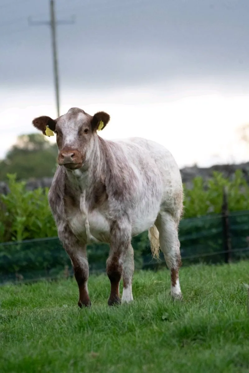 Weanling heifer - Image 2