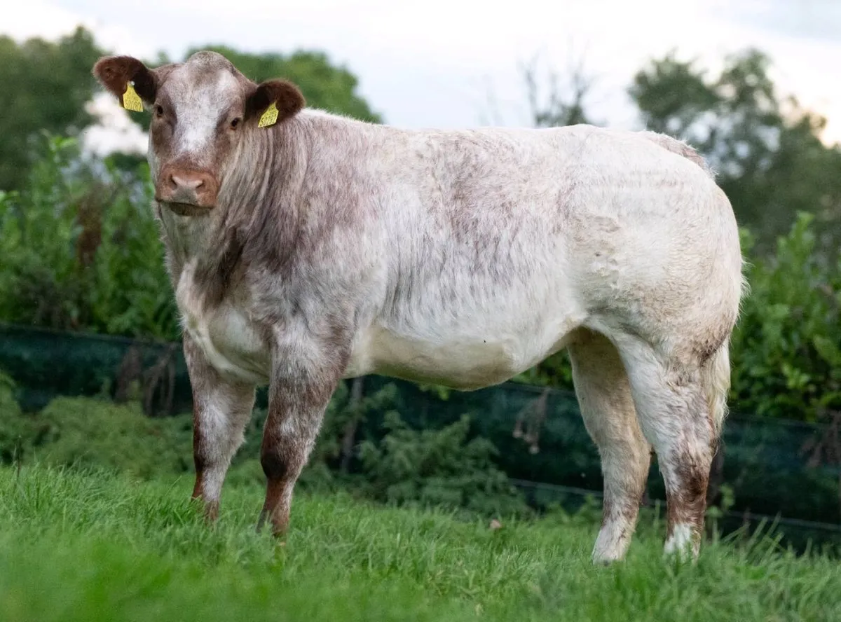 Weanling heifer - Image 3