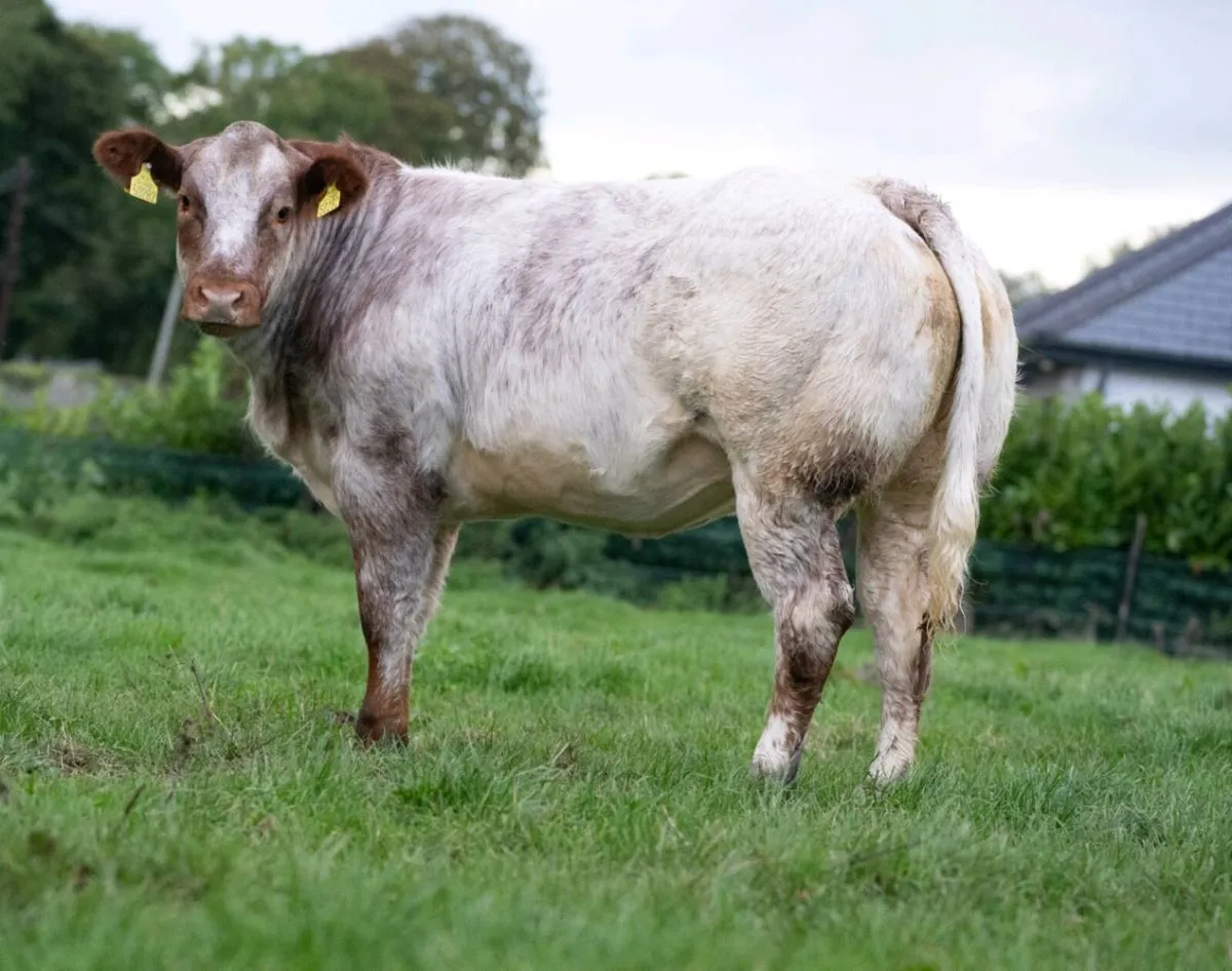 Weanling heifer - Image 4