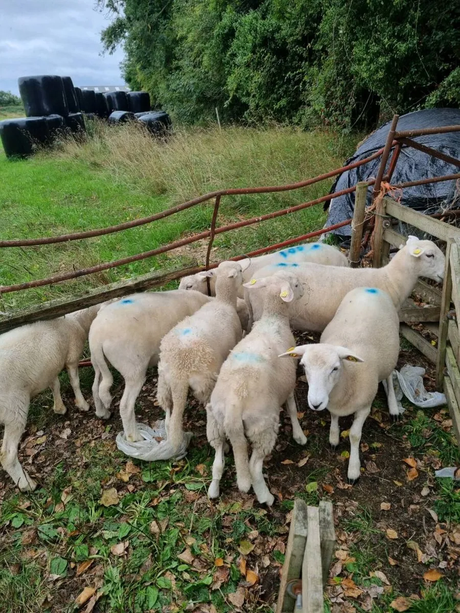 Easycare ewe lambs - Image 2