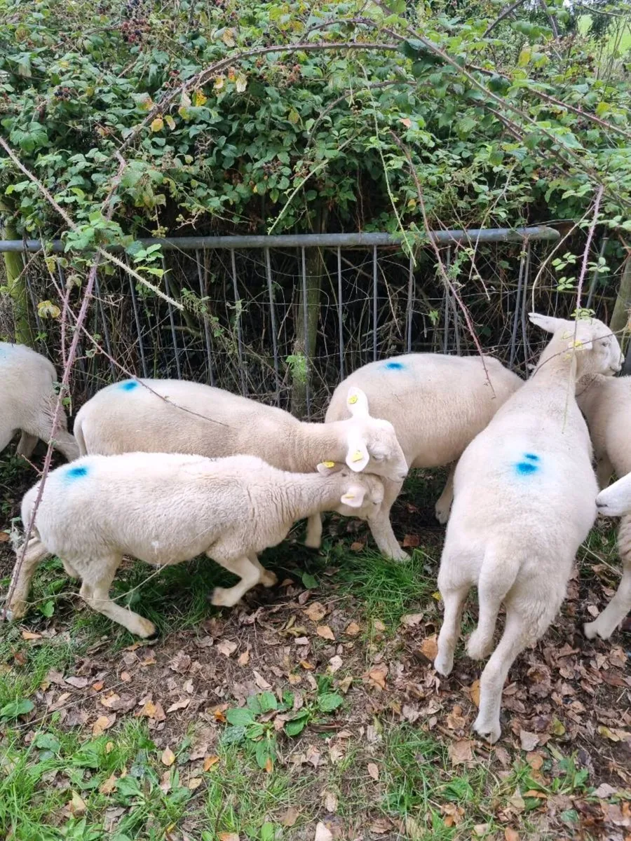 Easycare ewe lambs - Image 3