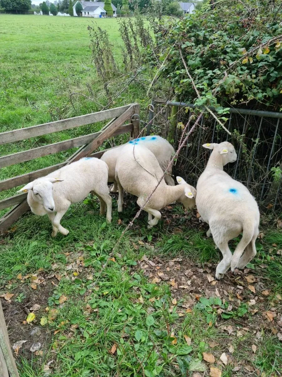Easycare ewe lambs - Image 4