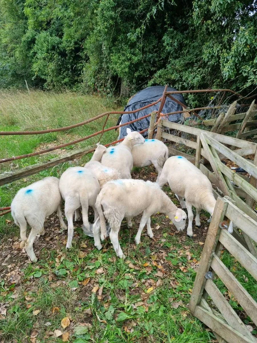 Easycare ewe lambs - Image 1