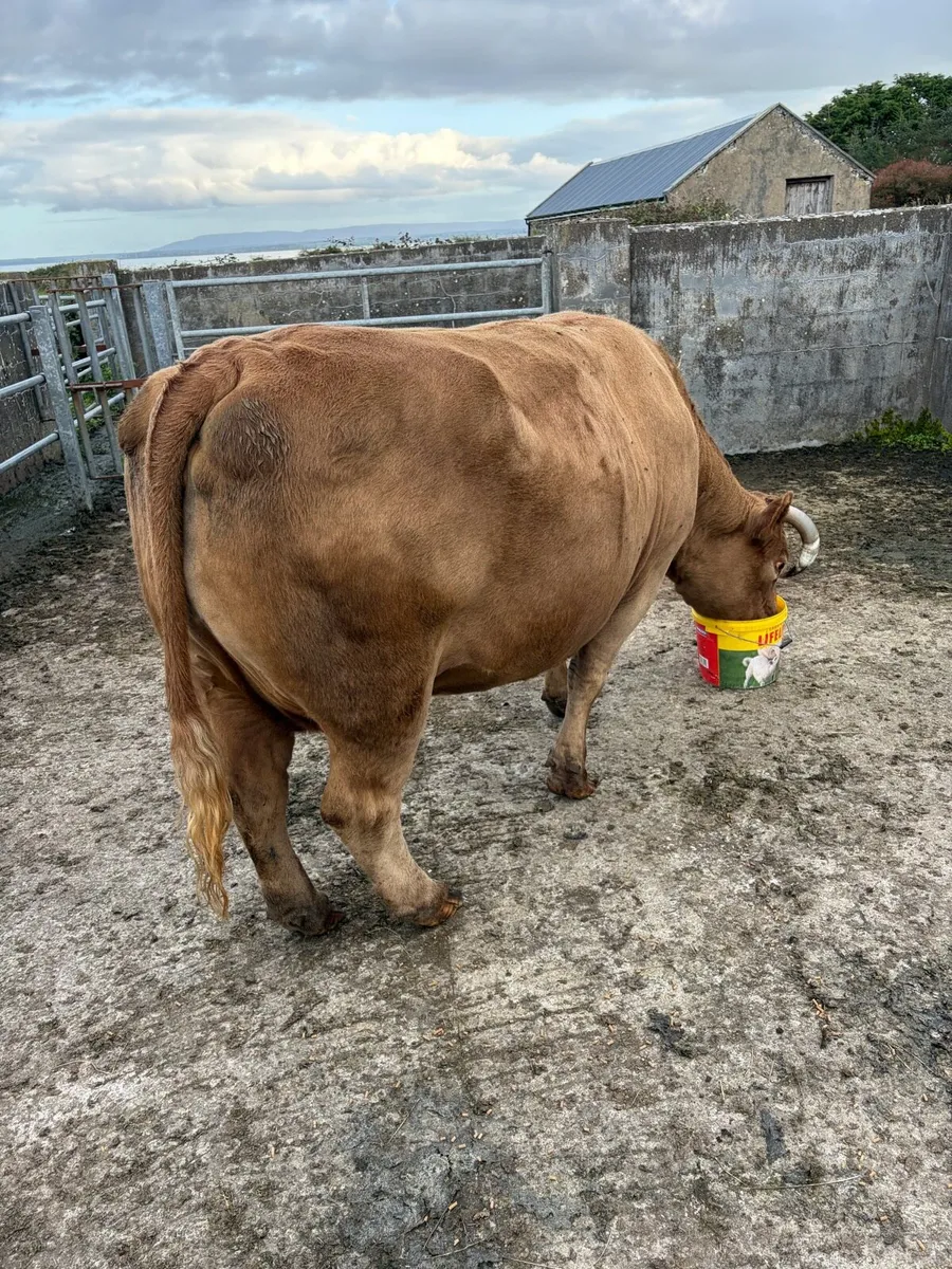 Dry cow - Image 1