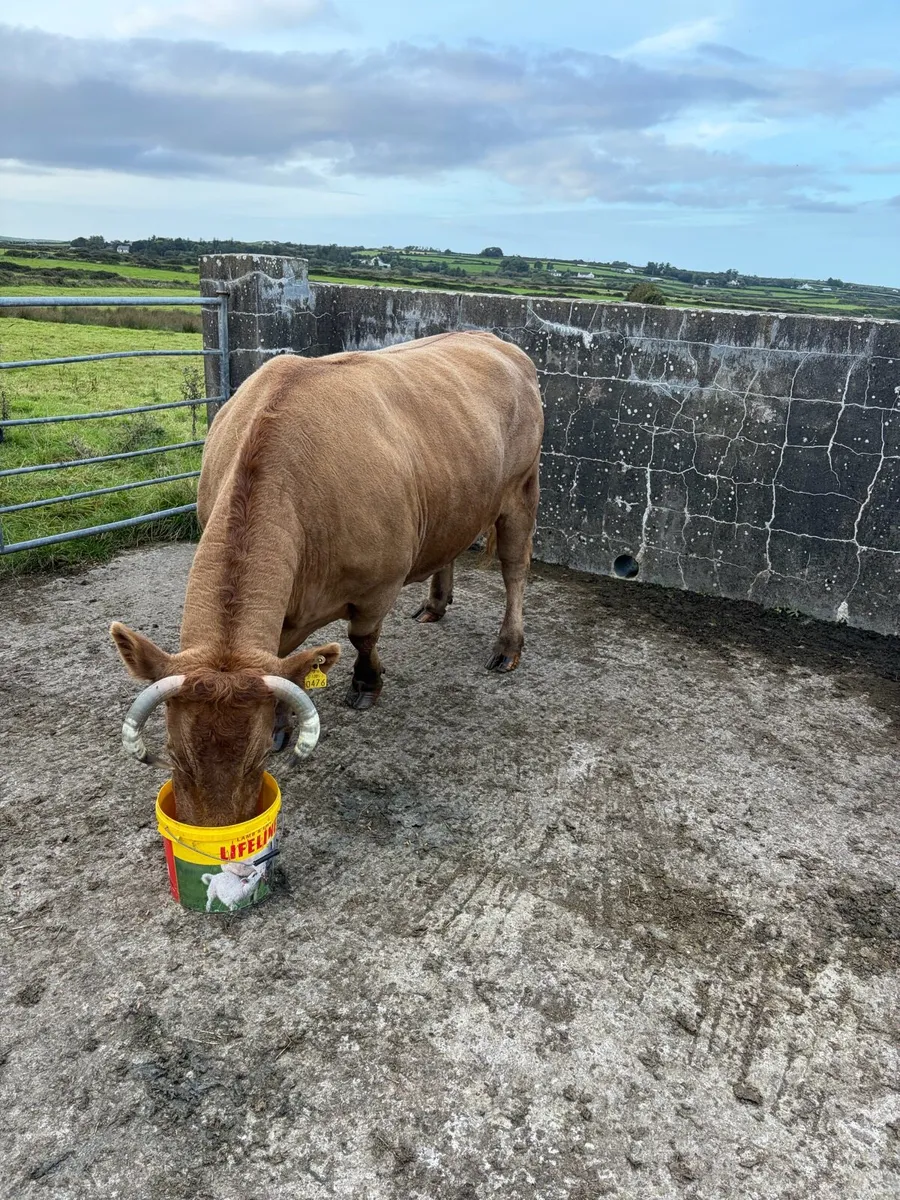 Dry cow - Image 4