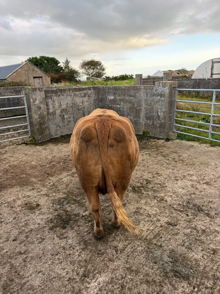 Dry cow - Image 2