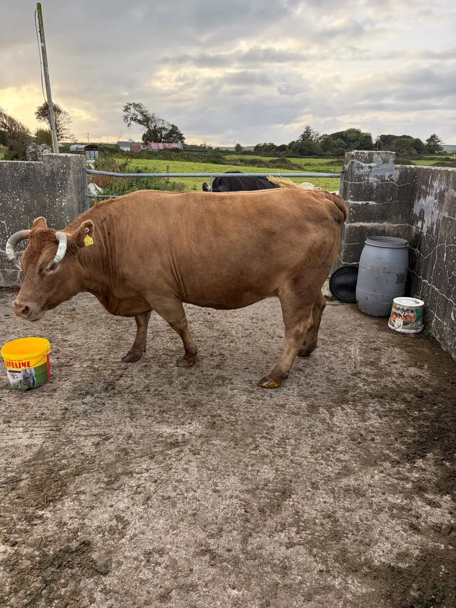 Dry cow - Image 3
