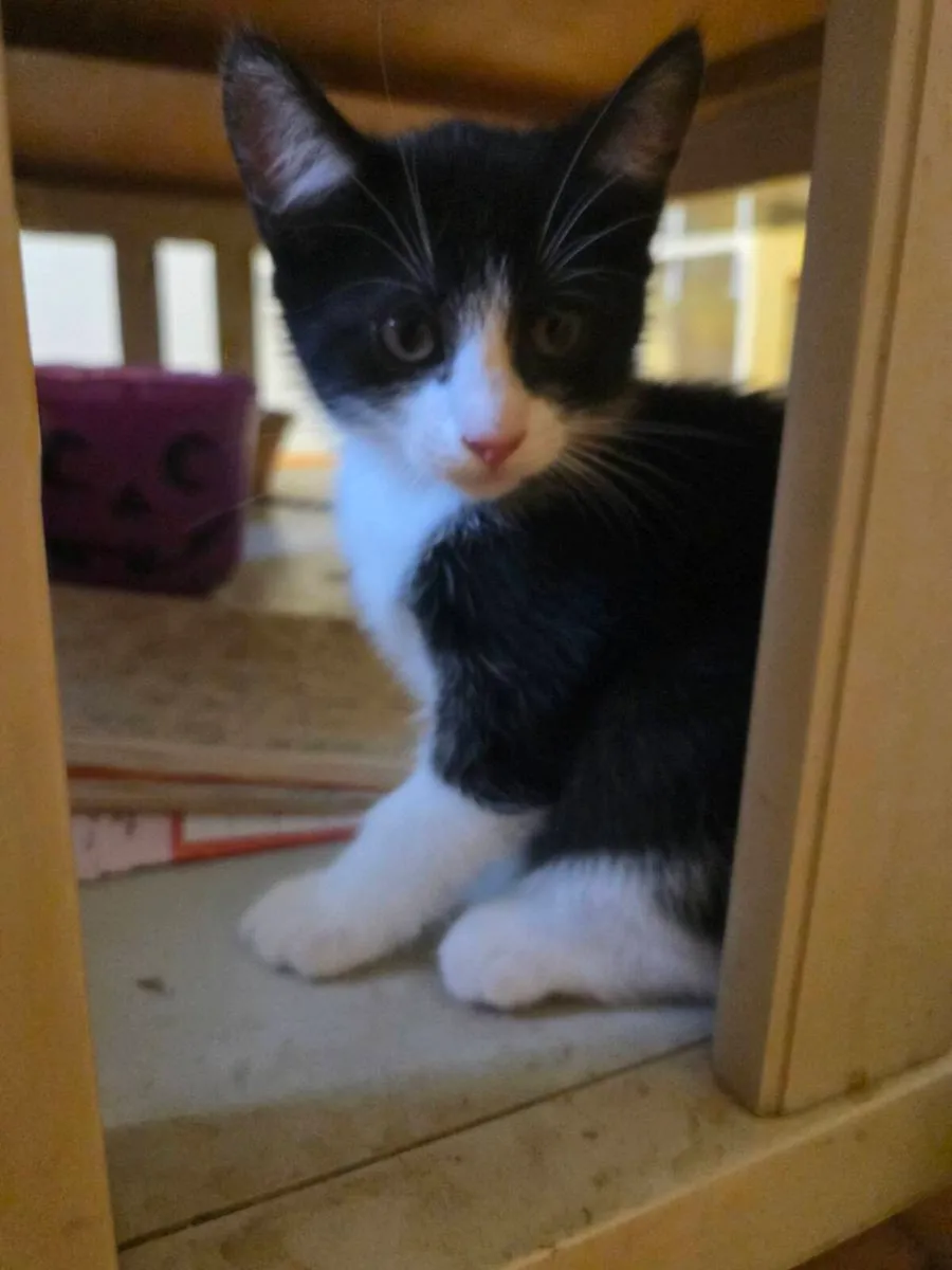 Kittens - Image 2