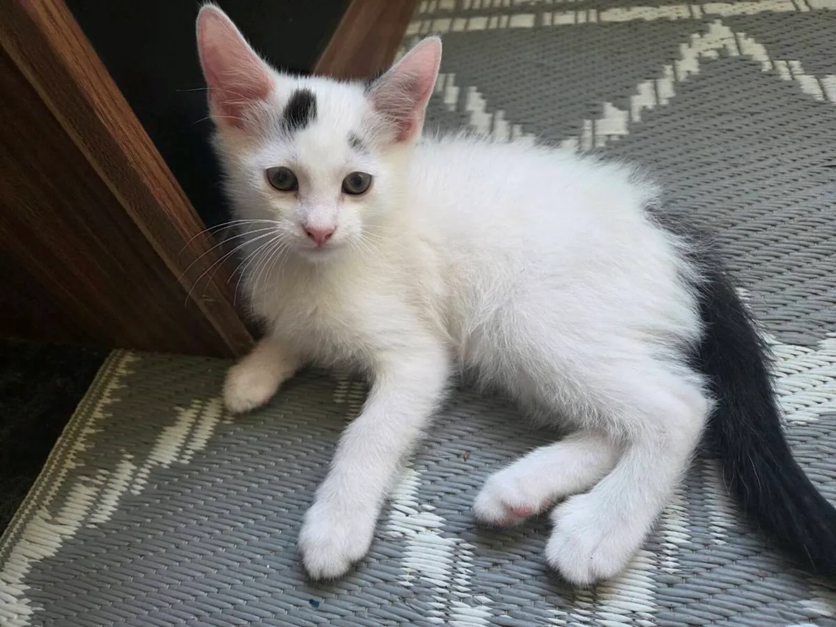 Kittens - Image 3