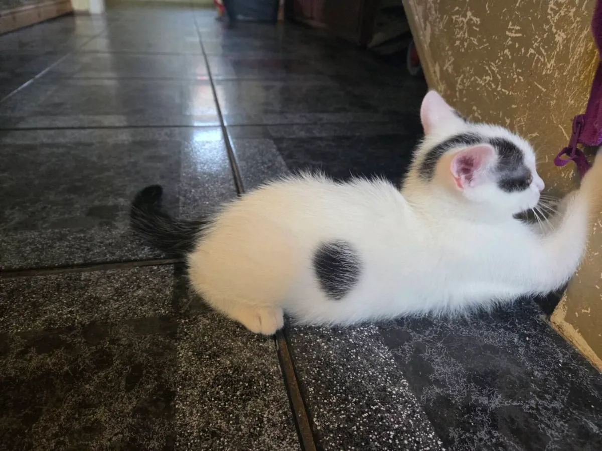 Kittens - Image 4
