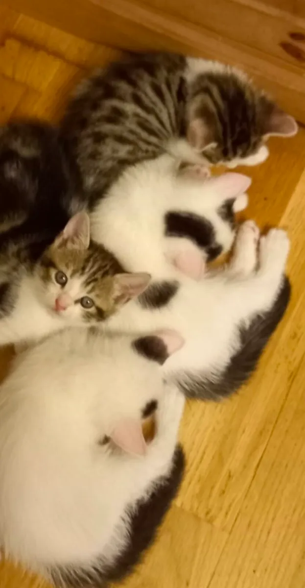 Kittens - Image 1