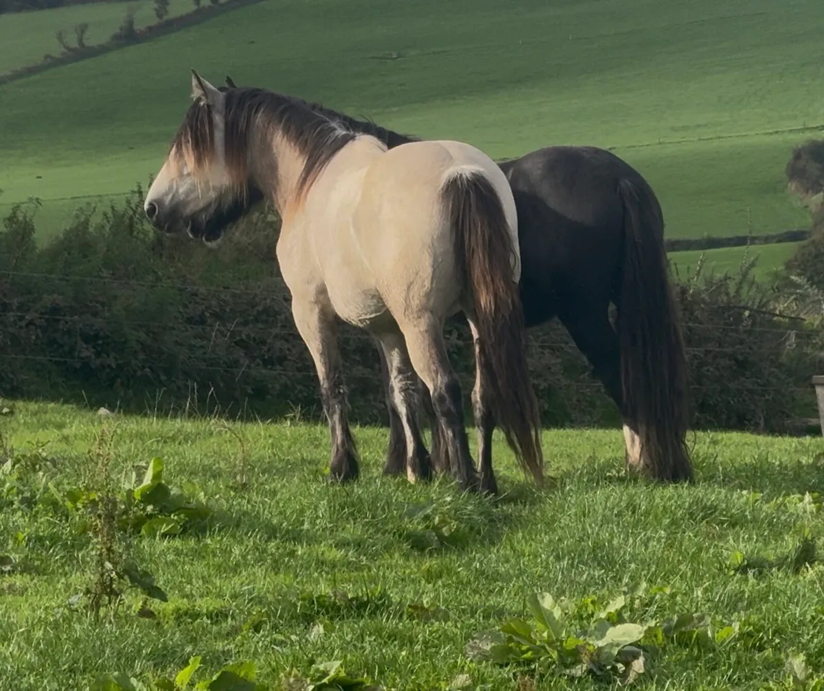 3yr old cobs going to Granard Mart - Image 1