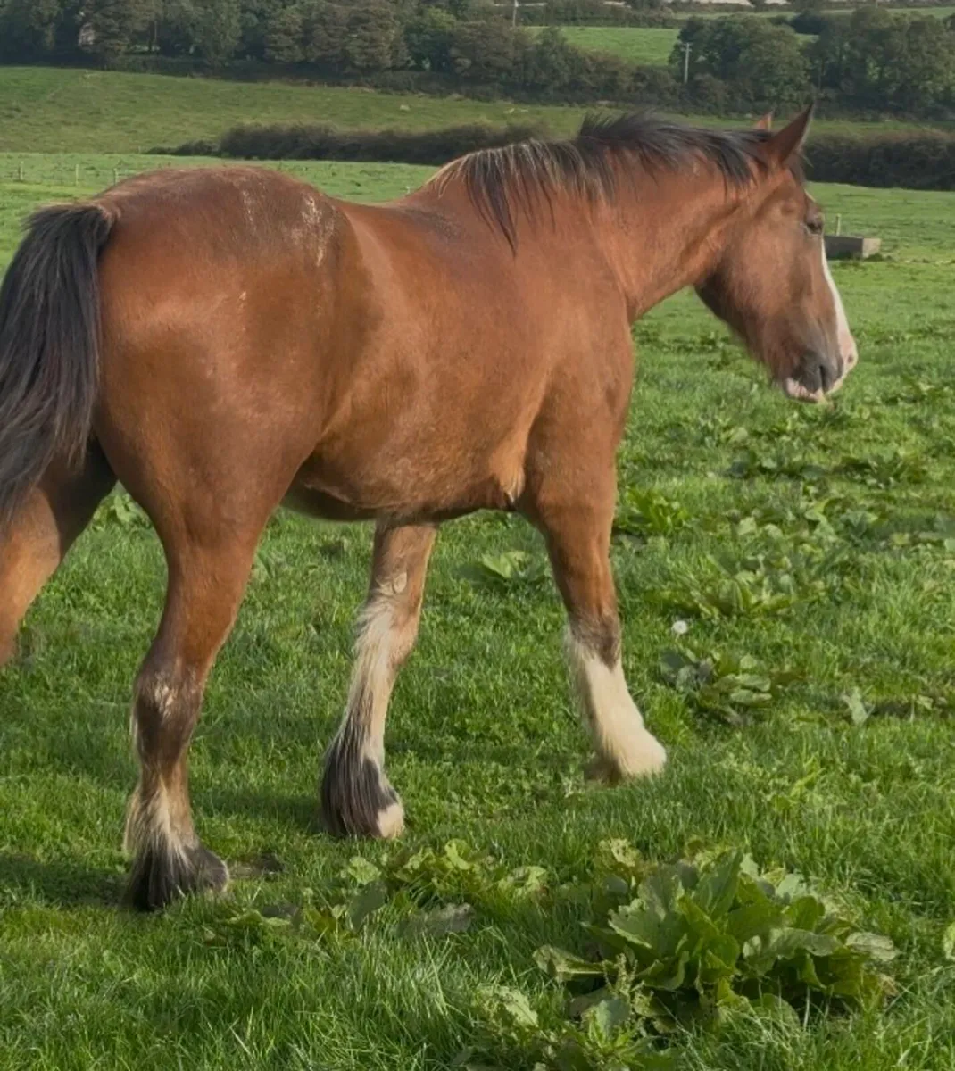3yr old cobs going to Granard Mart - Image 3